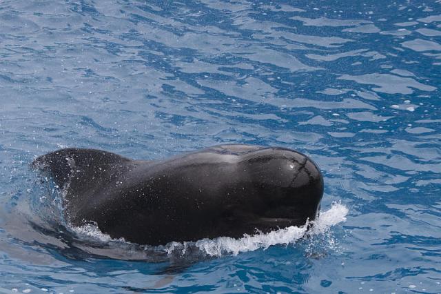 141 San Diego, Seaworld, Griend.jpg
